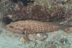 Cephalopholis cyanostigma
