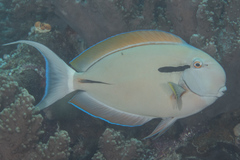 Acanthurus nigricauda