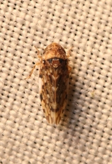 Xestocephalus tessellatus
