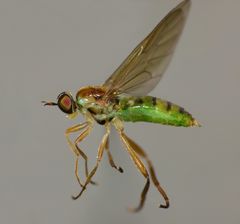 Australoberis refugians