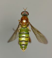 Australoberis refugians