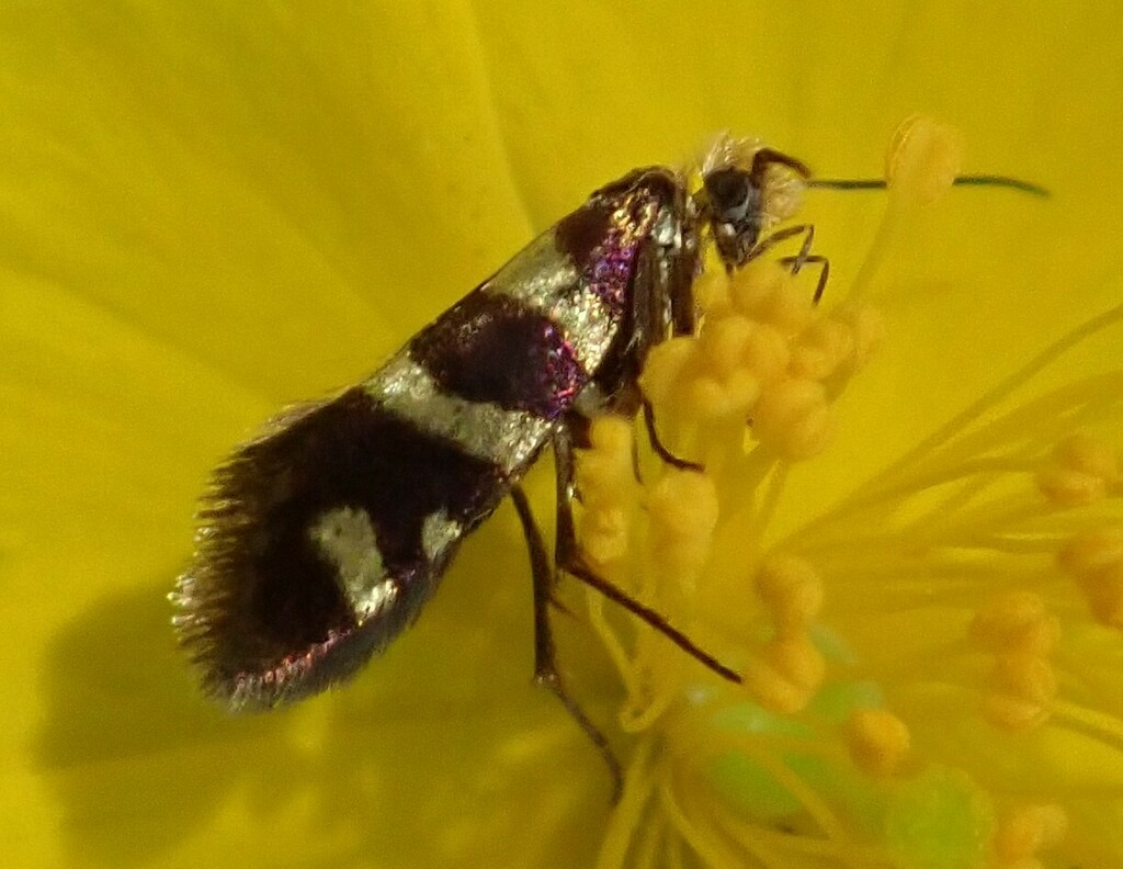 Micropterix allionella