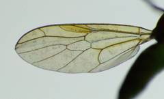 Australoberis refugians