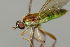 Australoberis refugians