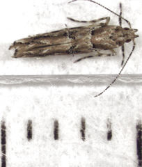 Pyroderces aellotricha