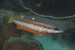 Lutjanus biguttatus
