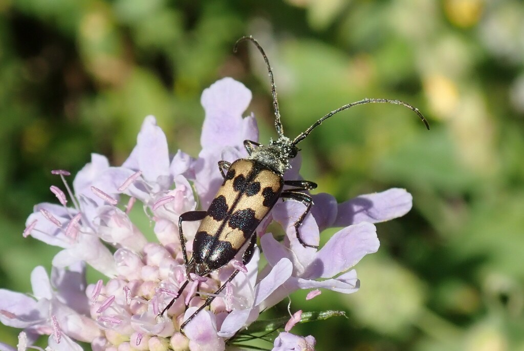 Judolia sexmaculata
