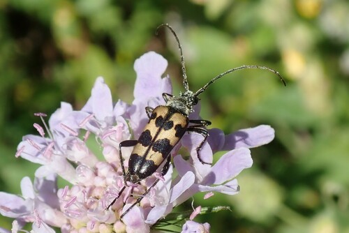 Judolia sexmaculata