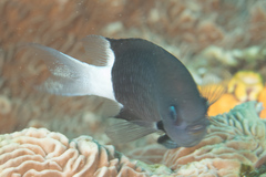 Pycnochromis margaritifer