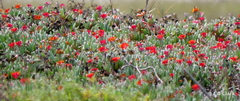 Malephora crocea