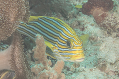 Plectorhinchus polytaenia