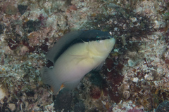 Pseudochromis perspicillatus