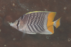 Chaetodon xanthurus