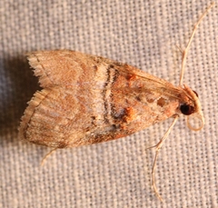Pococera militella