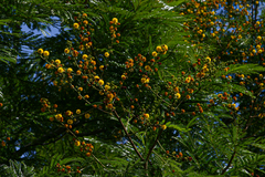 Acacia amythethophylla image