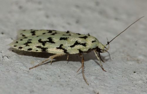 Izatha huttonii photo 5