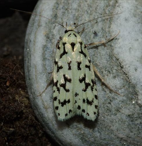 Izatha huttonii photo 3