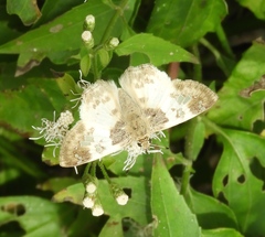 Polyctor cleta