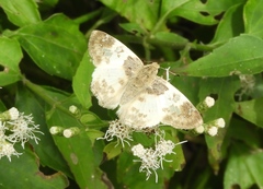 Polyctor cleta