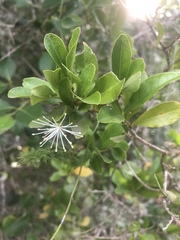 Maerua racemulosa