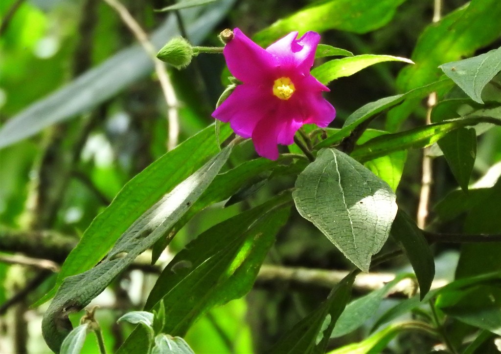 Allomaieta