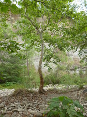 Platanus mexicana