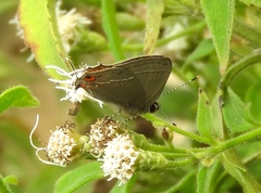 Electrostrymon hugon