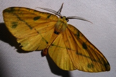 Omiza miliaria