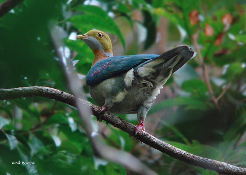 Pink-spotted Fruit-Dove photo