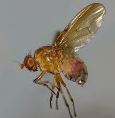 Sapromyza simillima