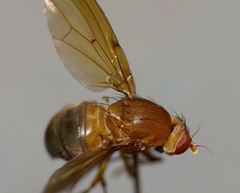 Sapromyza simillima