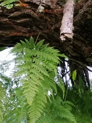 Davallia trichomanoides