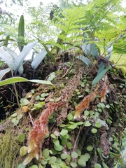 Davallia trichomanoides