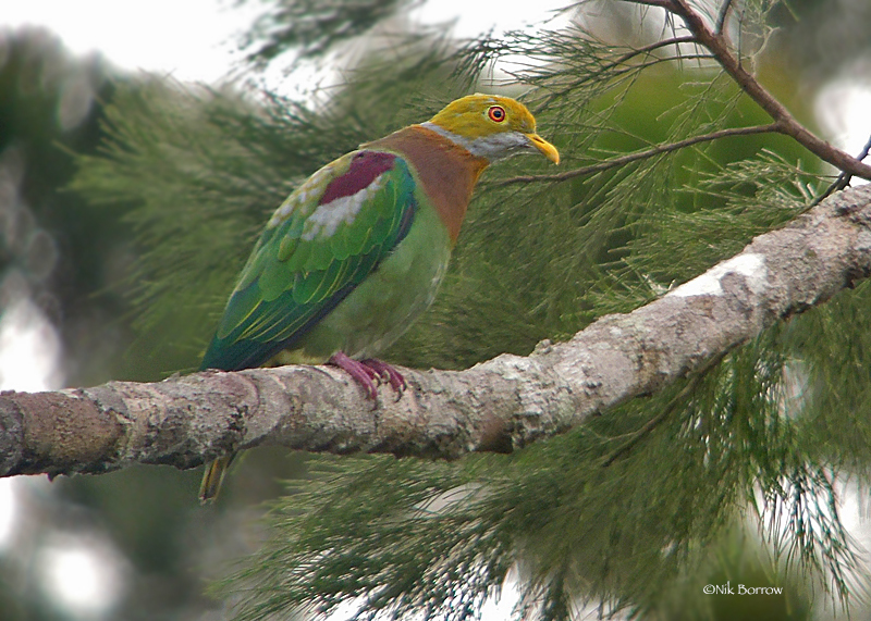 Ornate Fruit Dove