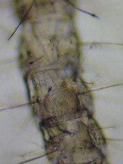 Evalljapyx propinquus