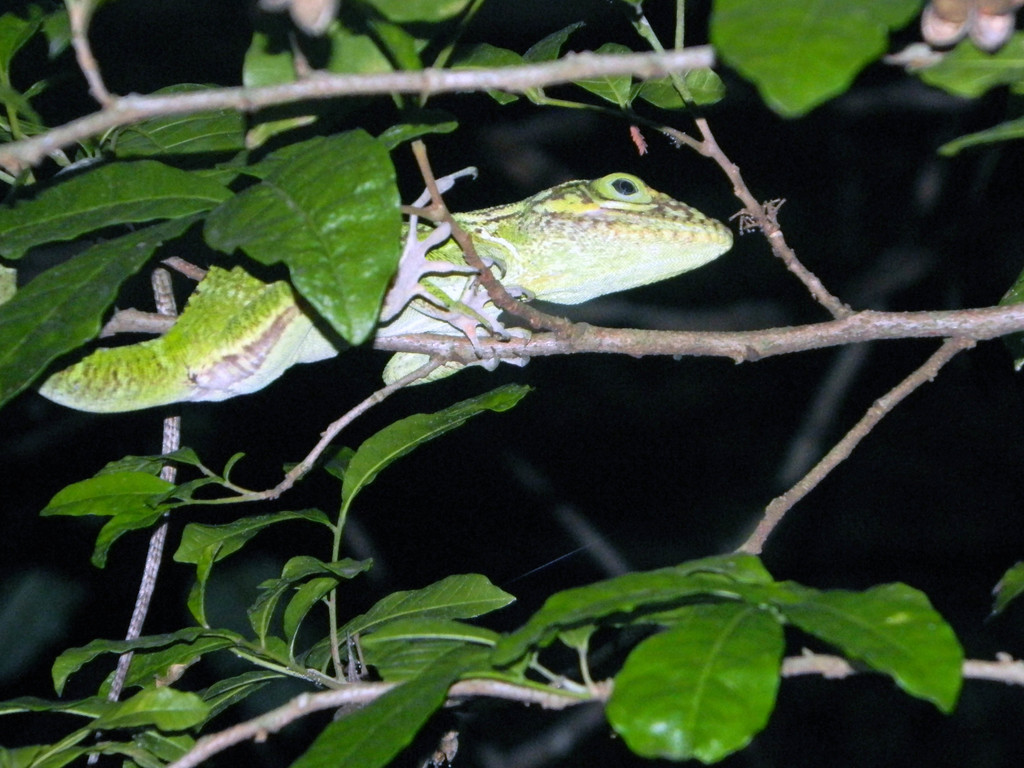 Haitian Green Anole