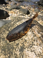 Sphoeroides maculatus