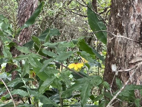 cosmosflower beggarticks (Bidens cosmoides)