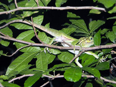 Anolis ricordii