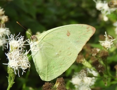 Aphrissa statira statira