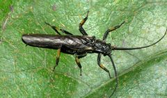Austroperla cyrene