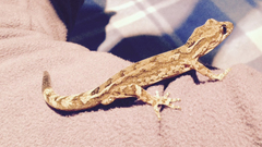 Dactylocnemis pacificus