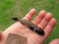 Gobiomorphus breviceps