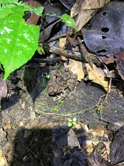 Oreobates quixensis