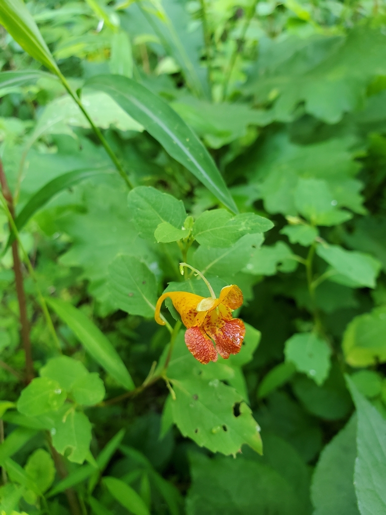 common jewelweed from Independence Township, PA, USA on July 14, 2023