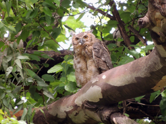 Bubo virginianus nacurutu