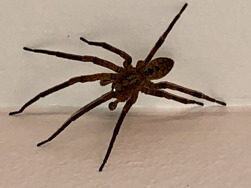 Mediterranean Spiny False Wolf Spider photo 4