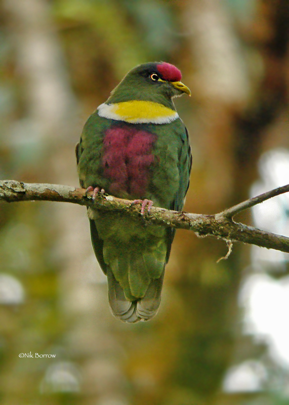 White-breasted Fruit-Dove photo