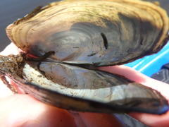 Pyganodon grandis
