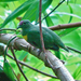 Yellow-bibbed Fruit Dove - Photo (c) Nik Borrow, some rights reserved (CC BY-NC)